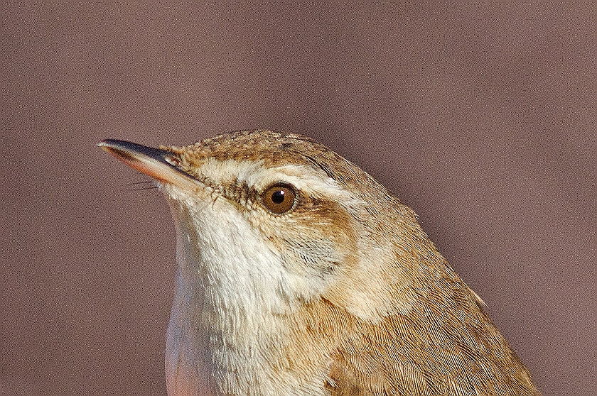 Paddyfield Warbler, Sundre 20130605